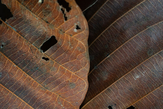 Close up of withered brown leaf with holes and detailed organic texture background.