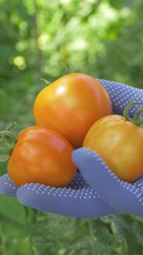 Garden fresh tomatoes harvested with care. Firm and juicy fruit perfect for cooking. Nutrient-rich and flavorful produce for salads, soups, and sauces