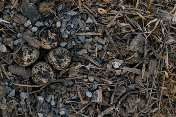 Wild bird eggs lying in a natural nest camouflaged with dry grass and small stones. © ศุภณัฐ สว่างอารมณ์