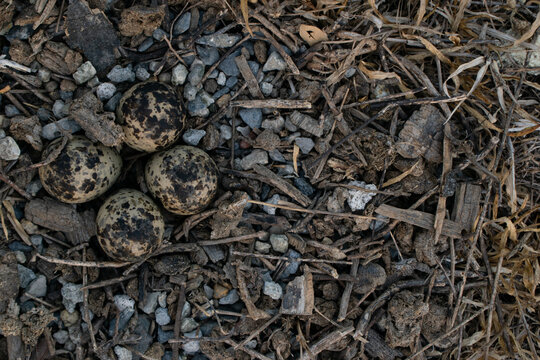 Wild bird eggs lying in a natural nest camouflaged with dry grass and small stones.