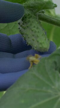 Farmer hand in protective glove inspects cucumber under large green leaves. Organic farm where vegetables develop naturally. Concept of healthy diet, agriculture and food sustainability