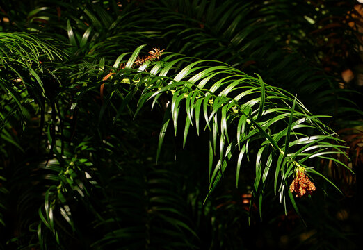 The image shows Cunninghamia lanceolata