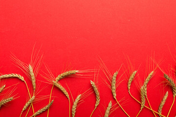 Fototapeta premium Sheaf of wheat ears close up and seeds on colored background. Natural cereal plant, harvest time concept. Top view, flat lay with copy space. world wheat crisis