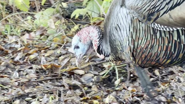 Iridescent feathers of a wild hen turkey	