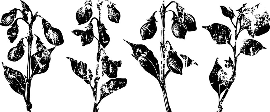 Black and white botanical illustration of four soybean plant branches with leaves and pods