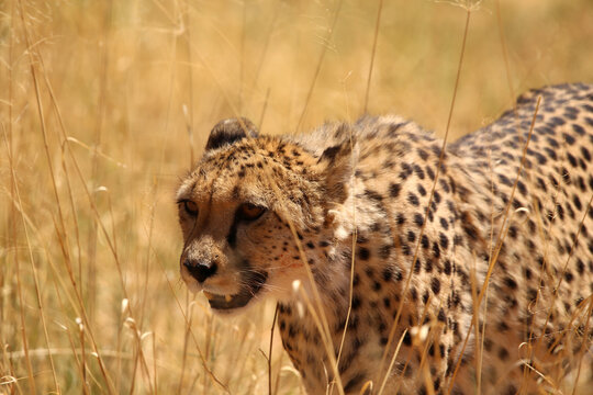 Afrikanischer Gepard