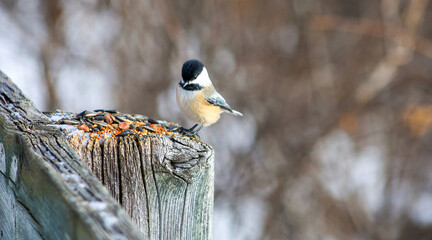 Black-capped chickadee perched on wooden post eating seeds in winter © Claudia