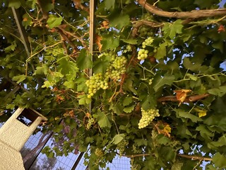 Fototapeta premium Close-up view of a green grapes vineyard. Fresh and natural grapes, perfect for food or b