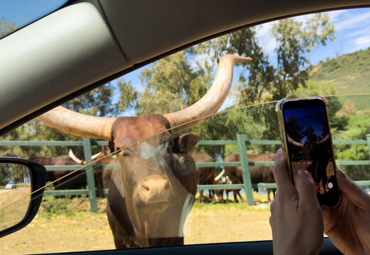  Bull bison in standoff with vehicle.
