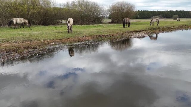 4K Cinematic Drone Footage of Grazing Horses by the Narew River Wetlands