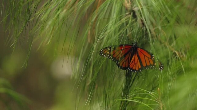 Close-up of several monarch butterflies in Mexico resting on sunlit plants at sunset, gently moving from flower to flower. Their wings touch as they interact, flutter, and share the warm golden air.