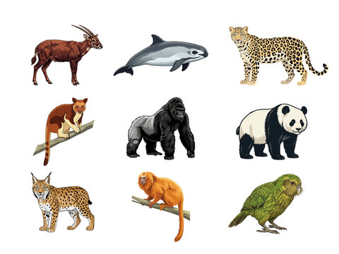 Rare and protected animals of the world
