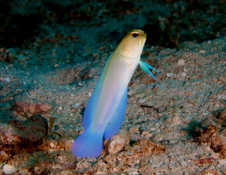 Yellowhead jawfish (Opistognathus aurifrons) Hanging Out in the Caribbean in Utila