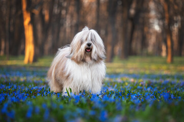 Obraz premium Tibetan Terrier Dog in Spring Flowers
