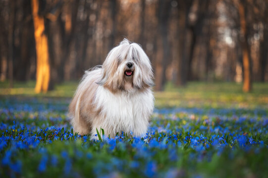 Tibetan Terrier Dog in Spring Flowers