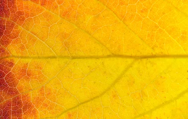 close up on yellow autumn leaf texture © nd700