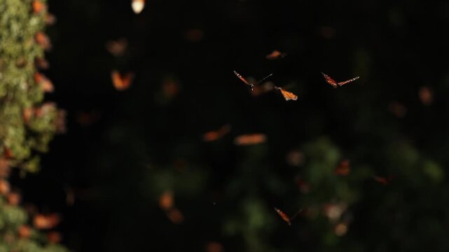 Monarch butterflies cluster by the thousands in Mexico, mesmerizing from grass, glowing on trees under the sunset. They rise in clouds, dance in the air, and return to leaves and grass