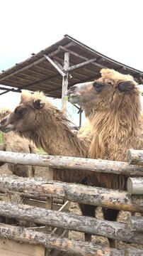 Camels eat grass on a private farm while standing behind a fence in a pasture.