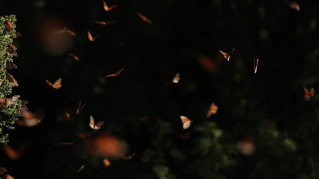 Monarch butterflies cluster by the thousands in Mexico, mesmerizing from grass, glowing on trees under the sunset. They rise in clouds, dance in the air, and return to leaves and grass