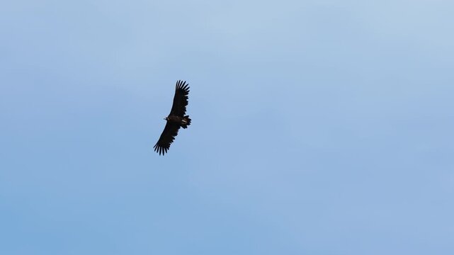 Large dark bird of prey with fully spread wing circling in a clear blue sky, detailed feather tip visible, centered composition against bright background