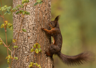 Obraz premium Adorable red squirrel (Sciurus vulgaris) enjoying nuts and playing in the park