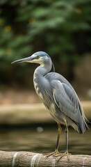 Fototapeta premium Elegant White-faced Heron Perched on Log in Natural Habitat.