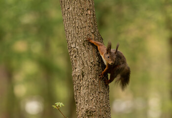 Fototapeta premium Adorable red squirrel (Sciurus vulgaris) enjoying nuts and playing in the park