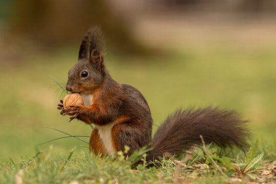 Adorable red squirrel (Sciurus vulgaris) enjoying nuts and playing in the park