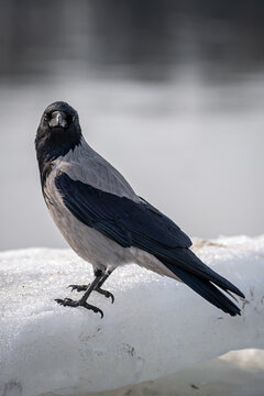 crow on the ground