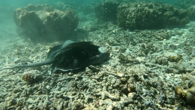 The round ribbontail ray or blotched fantail ray (Taeniurops meyeni) is a species of stingray in the family Dasyatidae., It is moving rocks on the reef floor