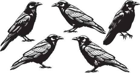 Obraz premium Five black and gray corvid birds flying in formation against white background crow raven