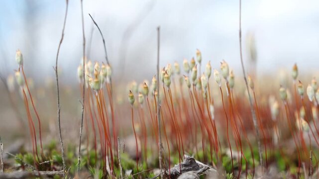 Dreamy moss sporophytes scene moving in the wind, with intentionally soft focus. Surreal micro nature world. Suitable for environmental, calm, or atmospheric concepts. Minimal. Loopable video. 