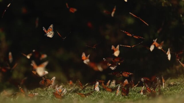 Monarch butterflies cluster by the thousands in Mexico, mesmerizing from grass, glowing on trees under the sunset. They rise in clouds, dance in the air, and return to leaves and grass