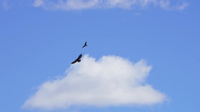 Golden Eagle flying through the sky as a Raven attacks it in slow motion.