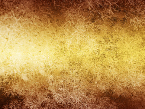 Golden abstract texture of smoke tree plant smoketree cotinus coggygria background with soft light and warm autumn glow for design