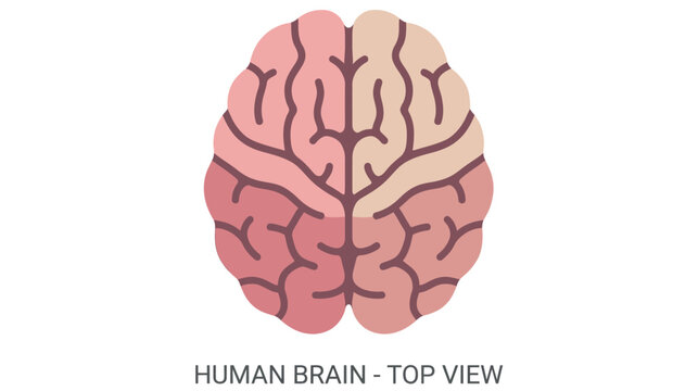 Flat color vector illustration of human brain top view, clean medical anatomy graphic isolated on white background.