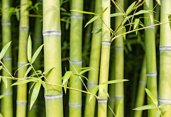 Fototapeta premium Green bamboo stems background, natural tropical plant texture