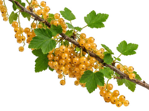 Fresh white currant branch with ripe yellow berries, organic garden redcurrant variety with green leaves, healthy summer fruit harvest isolated on Transparent Background