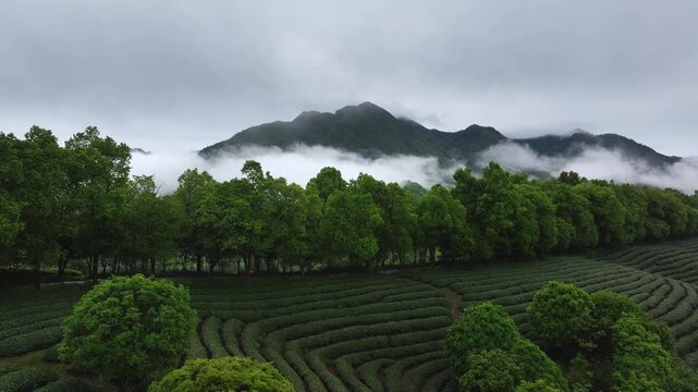 Misty mountain landscape with terraced tea gardens and rows of lush green trees