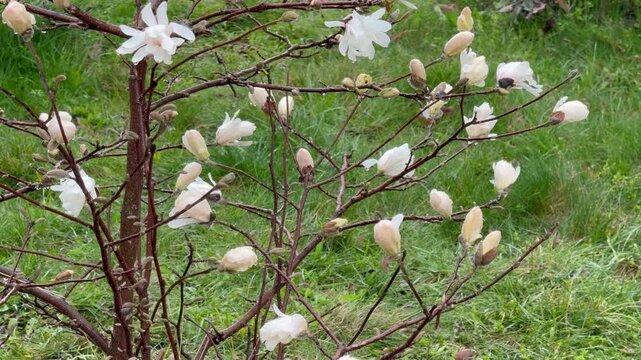 A video of a flowering magnolia shrub (lat. Magnolia stellata)&nbsp;in a city park on a rainy April day