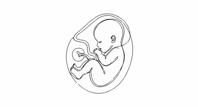 Detailed illustration of a fetus developing in amniotic sac, black outline