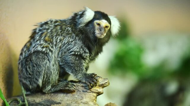 Common marmoset monkey sitting on a branch. Concept of wildlife curiosity , cute Callithrix jacchus in tropical habitat, biodiversity and animal protection theme, exotic zoo education