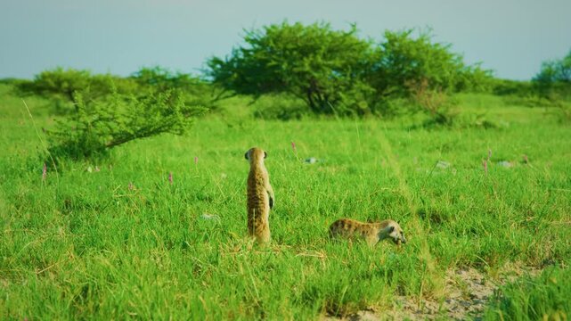 Close up shot of Meerkat eating meat outdoors in nature during sunlight.