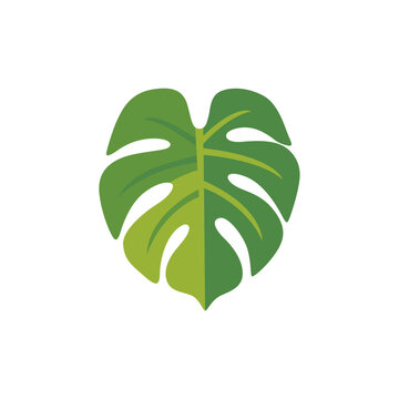 green monstera leaf, tropical plant foliage, colorful illustration
