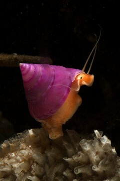 Calliostoma laugieri, Mollusca, Trochidae, unusual volet specimens .Sardegna, (Sardinia), Italy (Mediterranean sea) 