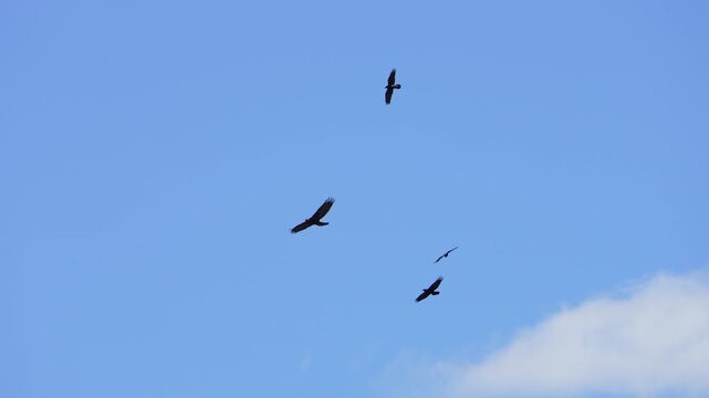 Ravens flying with a Golden Eagle as they chase it away through the sky.