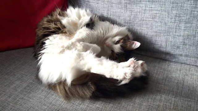 Furry domestic cat sleeping on grey sofa on sunny day