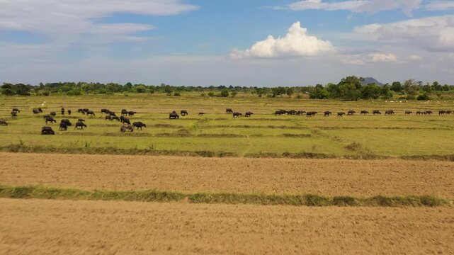 A herd of buffaloes and bulls graze in a rice field after harvesting.