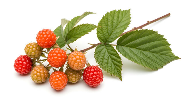 Fresh loganberries on a branch with leaves.