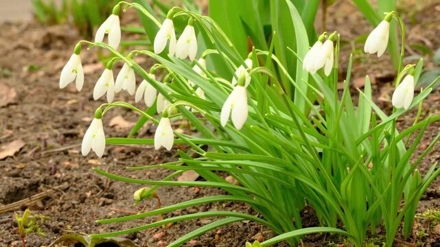 White snowdrops blowing in the wind and rain. The first spring flowers. The arrival of spring. Horizontal video